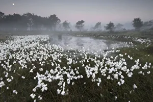 Images Dated 27th October 2015: Common cottongrass (Eriophorum angustifolium) at dawn, Groot Schietveld, Wuustwezel