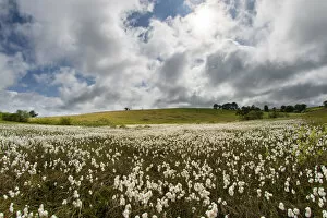 Common cottongrass (Eriophorum angustifolium) growing in a valley bog, Mendip Hills