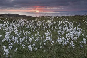 Cottonsedge Prints: Common cottongrass (Eriophorum angustifolium) flowering, at sunrise, Island Runde