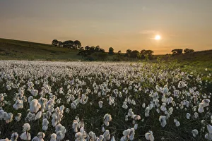 Common cottongrass (Eriophorum angustifolium) at sunset, growing in a valley bog