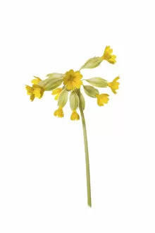 Yellow Gallery: Common cowslip (Primula veris ) in flower