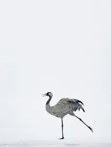 Elegance Prints: Common Crane (Grus grus) displaying in snow