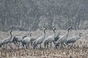2021 January Highlights Collection: Common crane (Grus grus) flock feeding in field in snow, Champagne, France, February