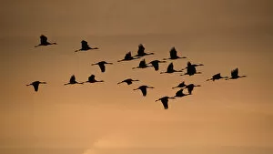 Migration Collection: Common crane (Grus grus) flock in flight, Lac du Der, France, November