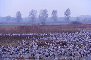 Florian Mollers Collection: Common crane (Grus grus) flock in wetlands, Brandenburg, Germany, October 2008