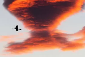Aragon Gallery: Common crane (Grus grus) flying at sunrise, Laguna de Gallocanta, Aragon, Spain