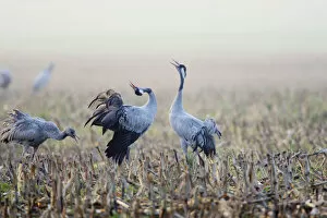 Common Crane (Grus grus) juvenile and two adult calling, displaying, in harvested