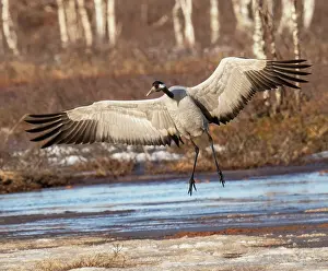 Gruidae Prints: Common crane (Grus grus) landing on marshland, Pokka, Lapland, Finland. May