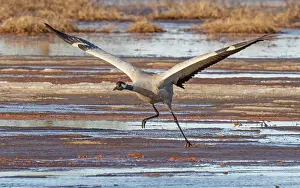 Gruidae Prints: Common crane (Grus grus) taking off from marshland, Pokka, Lapland, Finland. May