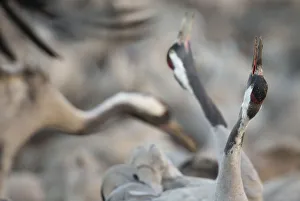 Images Dated 28th January 2015: Common cranes (Grus grus) displaying, Hula Valley, Northern Israel, January
