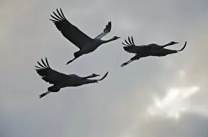 Three Common cranes (Grus grus) in flight, Brandenburg, Germany, October 2008