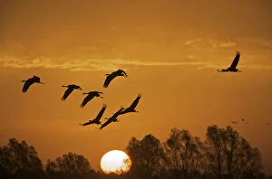 Common cranes (Grus grus) in flight at sunrise, Brandenburg, Germany, October 2008