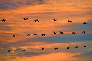 Migration Collection: Common cranes (Grus grus) flock on migration at sunset, Montier en Der, Aube, France