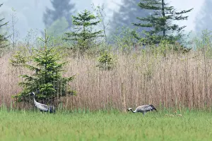 Gruidae Prints: Common cranes (Grus grus) pair with two chicks