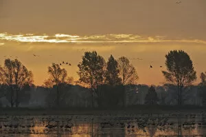 Images Dated 18th October 2008: Common cranes (Grus grus) at sunrise, Brandenburg, Germany, October 2008
