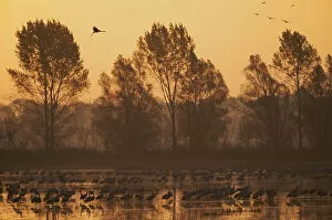 Images Dated 18th October 2008: Common cranes (Grus grus) at surise in water with some flying, Brandenburg, Germany