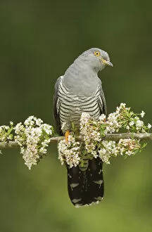 2020 February Highlights Collection: Common Cuckoo (Cuculus canorus) calling perched on branch of Hawthrorn(Cratageus monogyna) Surrey