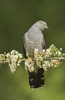 Common Cuckoo (Cuculus canorus) calling perched on branch of Hawthrorn(Cratageus monogyna) Surrey