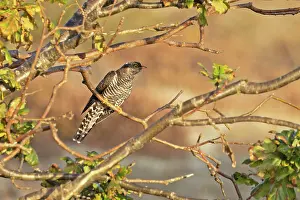 Norfolk Prints: Common cuckoo (Cuculus canorus) juvenile, perched on branch, Norfolk, England, UK. October