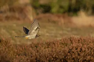 Norfolk Prints: Common cuckoo (Cuculus canorus) juvenile, in flight, Norfolk, England, UK. October