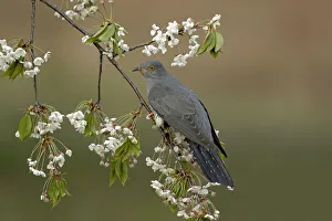 Common Cuckoo (Cuculus canorus) perched on Cherry tree blossom Surrey, England, UK