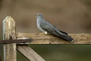 Catalogue13 Gallery: Common Cuckoo (Cuculus canorus) perched on gate Surrey, England, UK. April