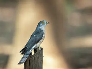 Common cuckoo (Cuculus canorus) perched on post, Bandhavgarh Tiger Reserve, Madhya Pradesh, India
