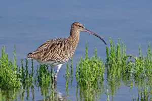 Netherlands Prints: Common curlew (Numenius arquata)