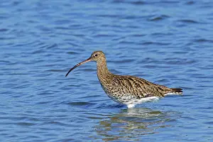 Netherlands Prints: Common curlew (Numenius arquata) foraging in shallow water of pond in saltmarsh