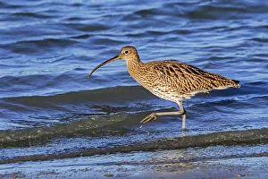 Southern Netherlands Prints: Common curlew (Numenius arquata) foraging in shallow water in saltmarsh along the North Sea coast in early spring