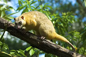 Cautious Prints: Common Cuscus (Phalanger orientalis) captive occurs in Timor to New Guinea. Captive