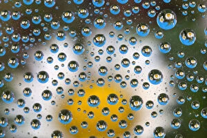 Common Daisies (Bellis perennis) reflected in water droplets