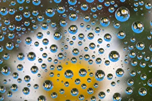 Patterns Prints: Common Daisies (Bellis perennis) reflected in water droplets