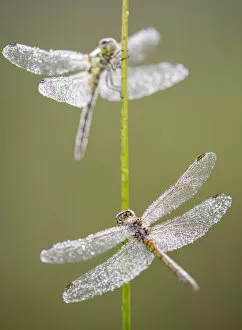 Common darter dragonflies (Sympetrum striolatum) females resting on reed, Dunsdon Nature Reserve