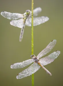 Images Dated 23rd August 2014: Common darter dragonflies (Sympetrum striolatum) females resting on reed, Dunsdon Nature Reserve