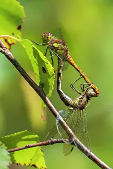 Copulation Prints: Common darter dragonflies (Sympetrum striolatum) mating pair