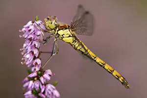 Images Dated 20th August 2014: Common darter dragonfly (Sympetrum striolatum) resting on heather, Dunsdon Nature Reserve