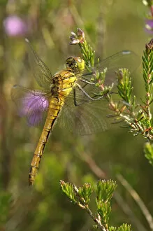 Common darter dragonfly (Sympetrum striolatum) adult female at rest on Bell heather (Erica cinerea)