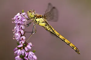 Libellulidae Prints: Common darter dragonfly (Sympetrum striolatum) resting on heather, Dunsdon Nature Reserve