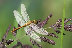 Damselfly Prints: Common darter (Sympetrum striolatum) newly hatched, portrait, Upper Bavaria, Germany. July