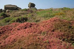 Common dodder (Cuscuta epithymum) parasitic on Gorse (Ulex sp. ), Land's End, Cornwall, UK. September