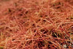 Legume Prints: Common dodder (Cuscuta epithymum) parasitising Gorse bushes (Ulex sp)