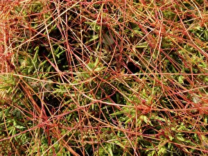 Legume Prints: Common dodder (Cuscuta epithymum) parasitising Gorse bushes (Ulex sp)