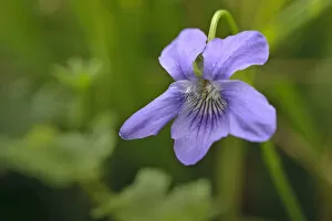 Images Dated 17th April 2011: Common dog violet (Viola riviniana) in flower, Gamlingay Wood, Cambridgeshire, England