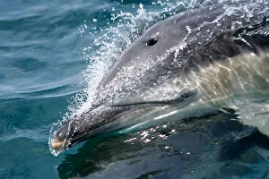 Delphinus Prints: Common dolphin (Delphinus delphis) close up of dolphin surfing at speed