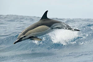 Dolphins Collection: Common dolphin (Delphinus delphis) jumping, Pico, Azores, Portugal, June 2009