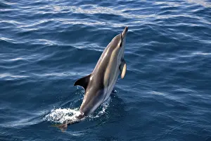 Delphinidae Prints: Common dolphin (Delphinus delphis) leaping out of the ocean