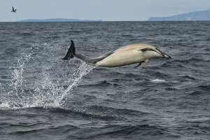 Common dolphin (Delphinus delphis) leaping out of sea, Isle of Coll, Inner Hebrides