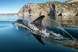 Portugal Prints: Common dolphin (Delphinus delphis) porpoising, near Sesimbra, Portugal, Atlantic Ocean