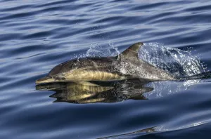 Common dolphin (Delphinus delphis) porpoising at the surface to breathe, Inner Hebrides
